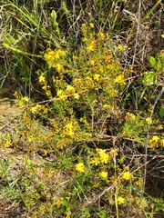 Hypericum brachyphyllum