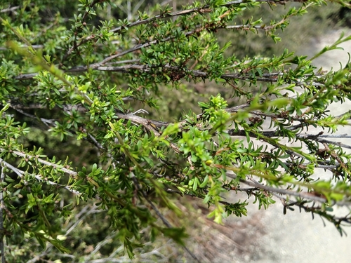 Image of Kunzea tenuicaulis by (c) John Lyden, some rights reserved (CC BY)