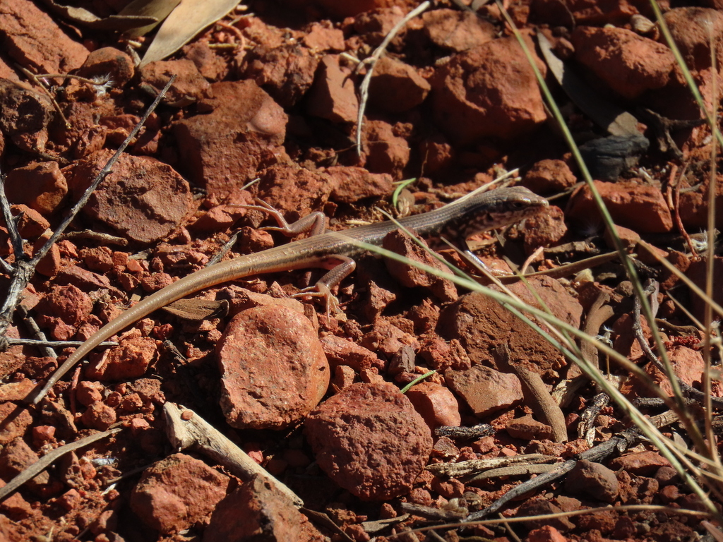 Gibber Rocks Gibber Ctenotus from Petermann NT 0872, Australia on January 25, 2025 ...