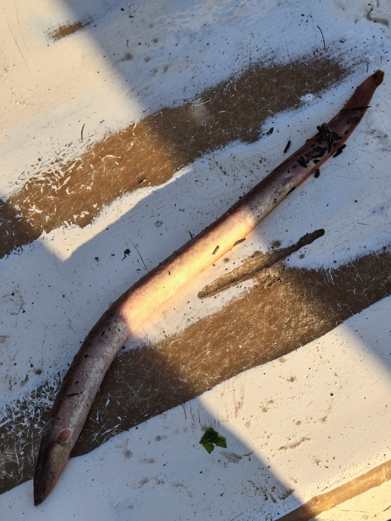 Yellow snake eel