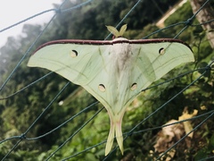Actias selene