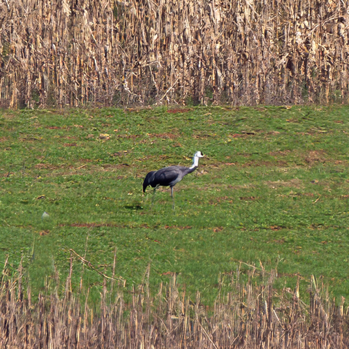 Hooded Crane photographed in Tennessee