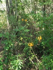 Lilium iridollae