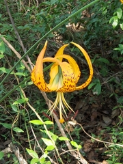 Lilium iridollae