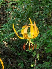 Lilium iridollae