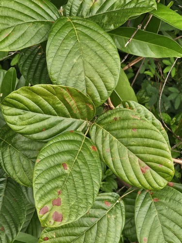 Macropsychanthus wilsonii observed 2025-01-28