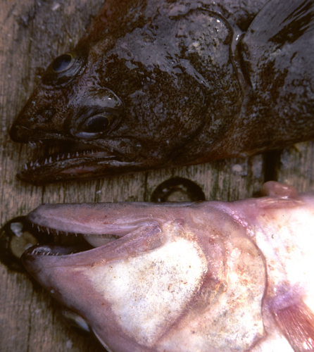 Arrowtooth flounder (Atheresthes stomias) — Pleuronectidae — 2
