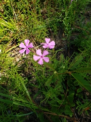 Phlox floridana