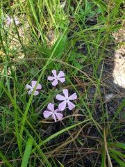 Phlox floridana