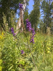 Delphinium retropilosum
