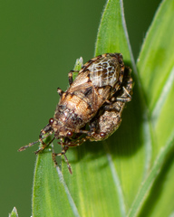 Phlegyas abbreviatus