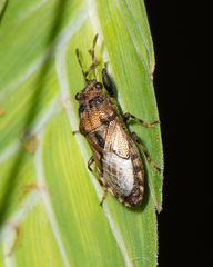 Phlegyas abbreviatus