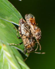 Phlegyas abbreviatus