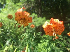 Lilium michiganense