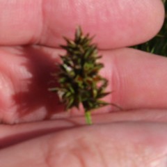 Carex muehlenbergii
