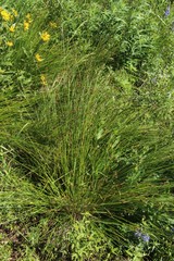 Carex muehlenbergii