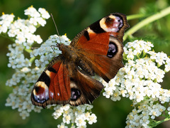 Aglais io