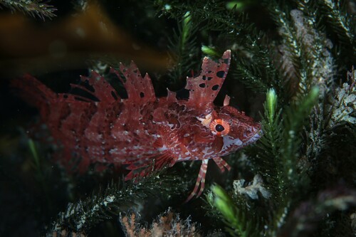 New Zealand topknot (Notoclinus fenestratus) — Tripterygiidae