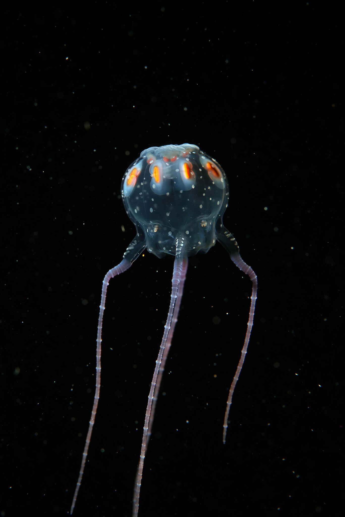 Copula sivickisi (Stiasny, 1926)