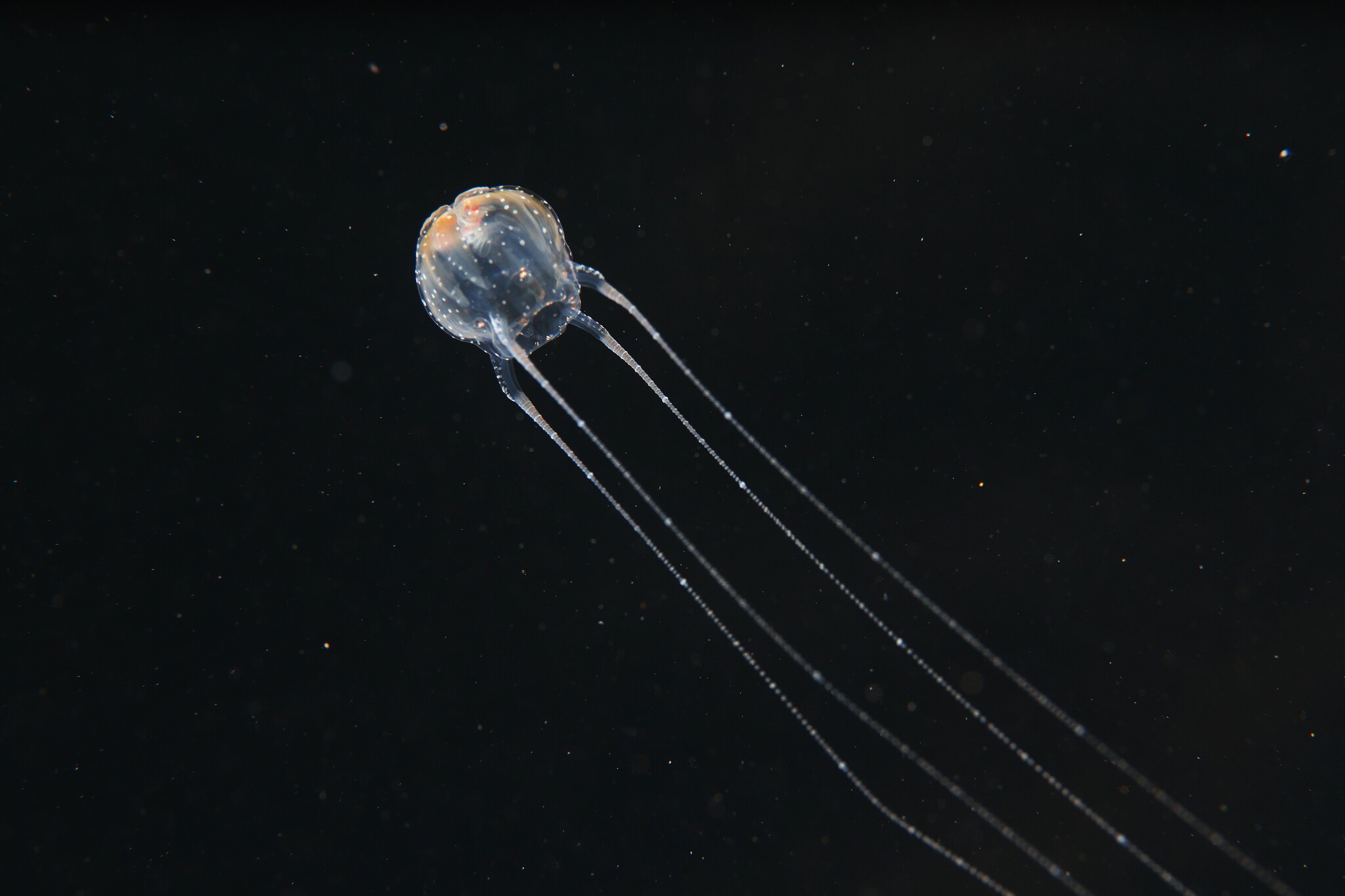 Copula sivickisi (Stiasny, 1926)
