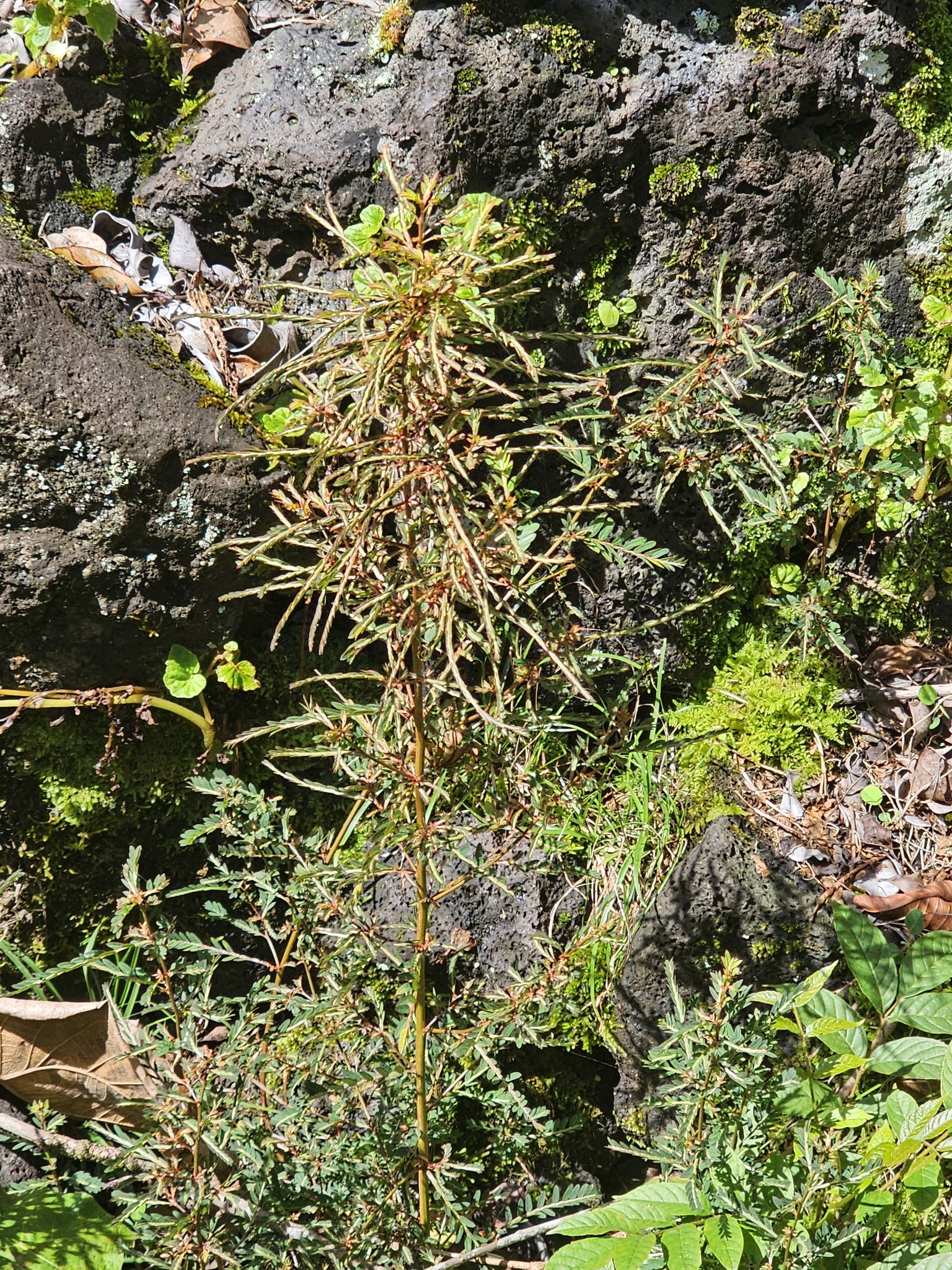 Imagem de Quebra-pedra