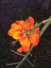 Erythrina caffra