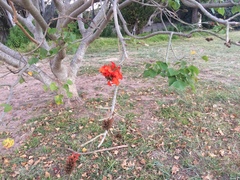 Erythrina caffra
