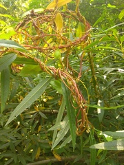 Cuscuta lupuliformis