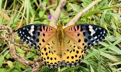 Argynnis hyperbius hybrida