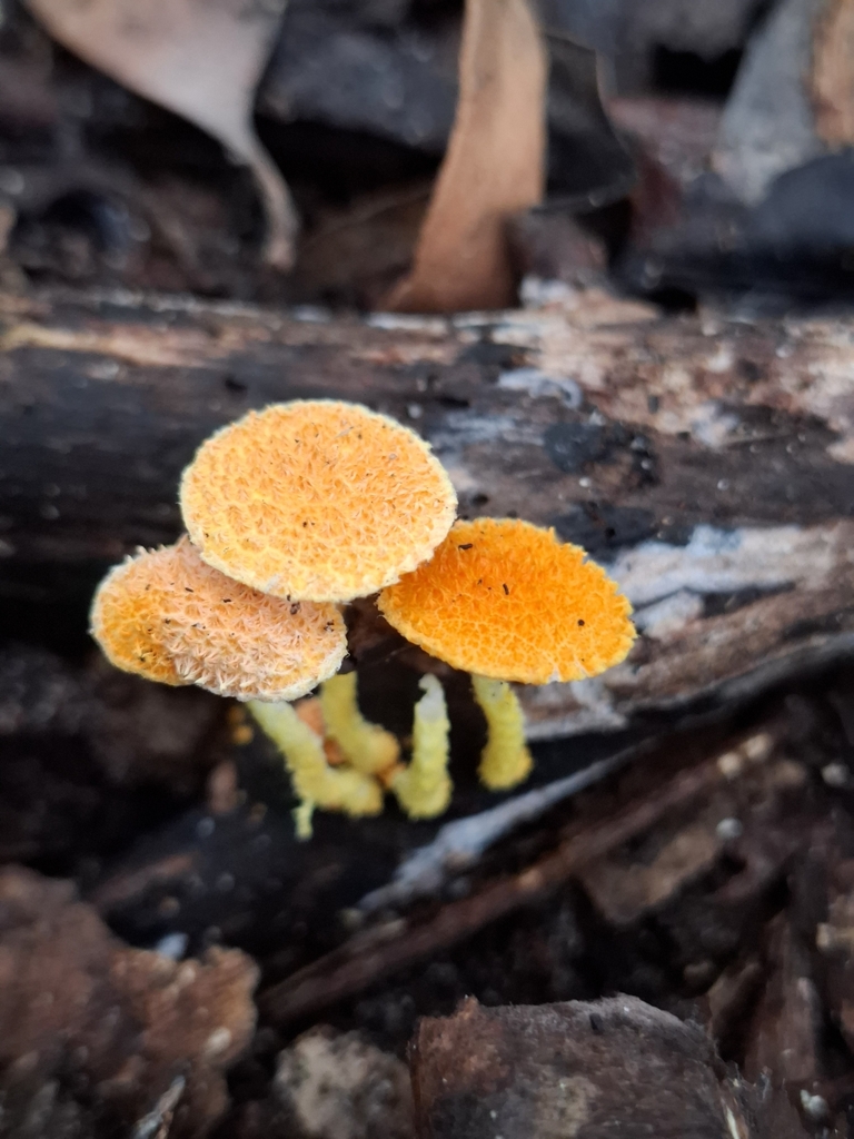 Cyptotrama asprata · February 2025 · photo: © john_herbz (iNaturalist, cc0)