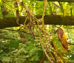 Cuscuta lupuliformis