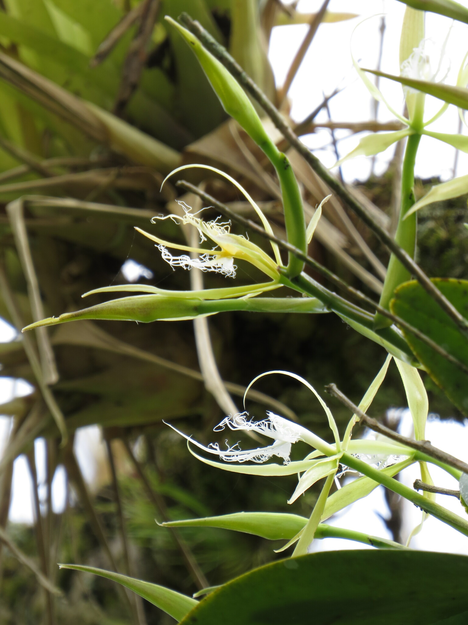 Imagem de Orquídea Chuva de Ouro