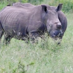 Ceratotherium simum