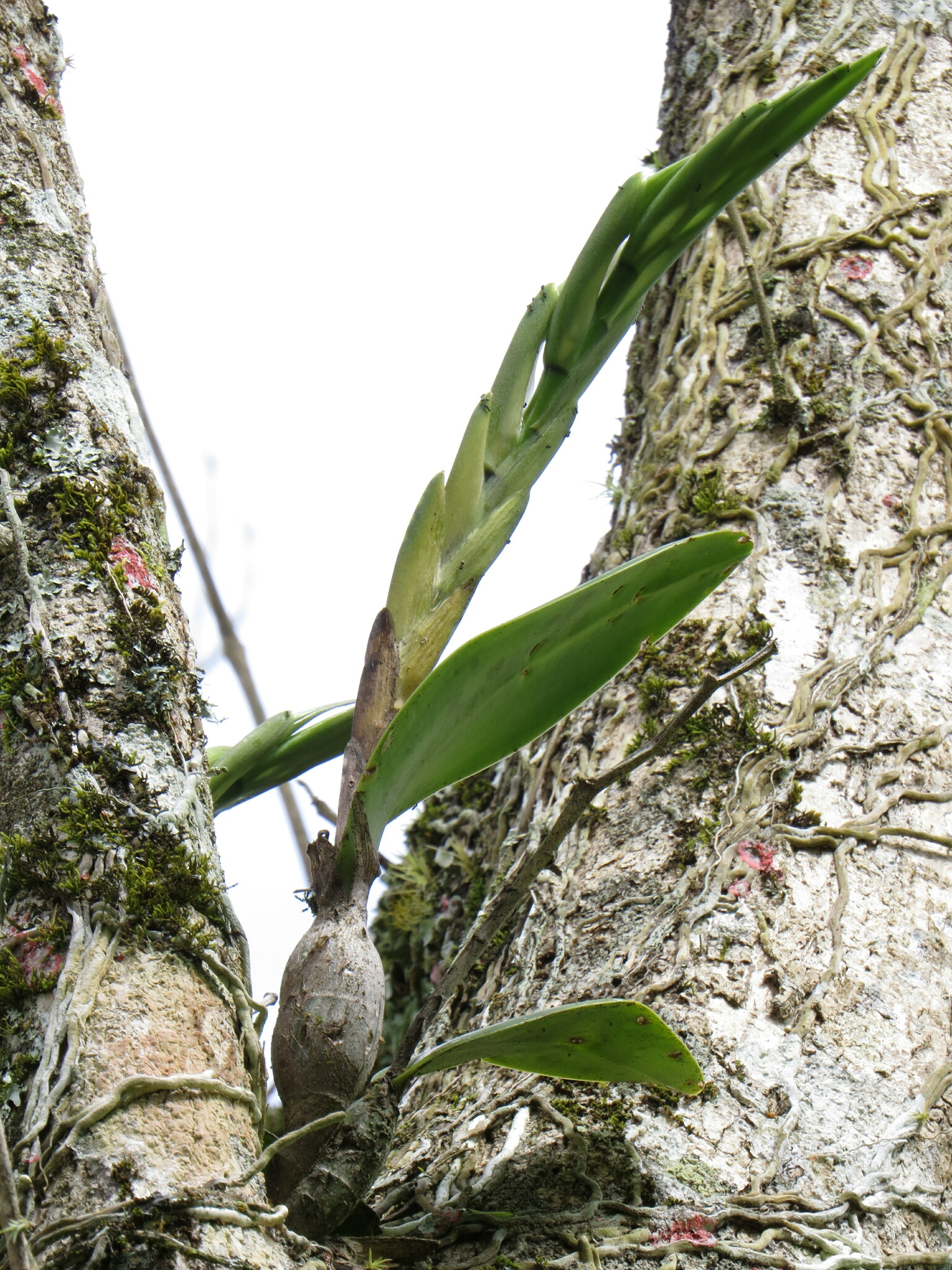 Imagem de Orquídea Chuva de Ouro