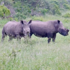 Ceratotherium simum