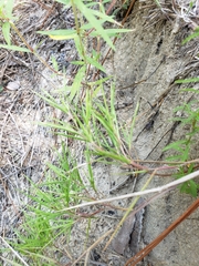 Dichanthelium aciculare