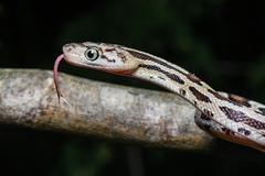Yucatan Rat Snake photo 5