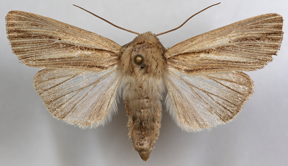 Leucania anteroclara