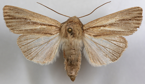 Leucania anteroclara