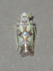 Protalebrella conica