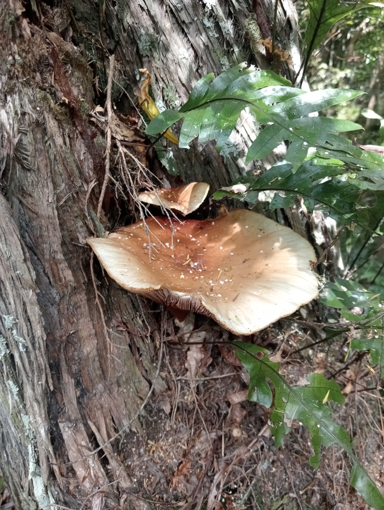 Cyclocybe parasitica · February 2025 · photo: © john_barkla (iNaturalist, cc0)