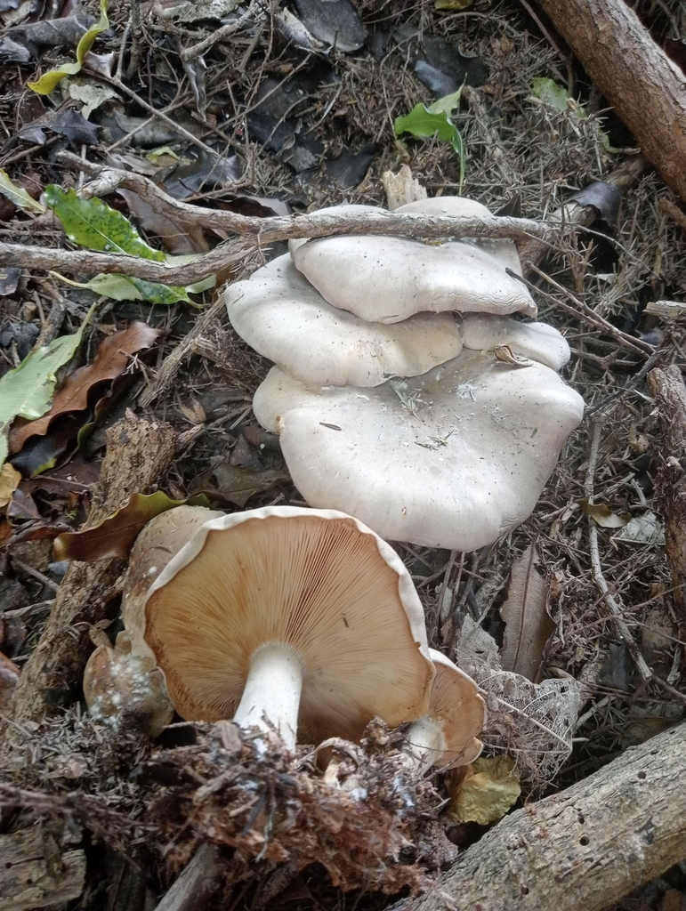 Clitocybe nebularis · February 2025 · photo: © john_barkla (iNaturalist, cc0)