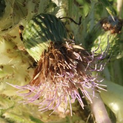 Cirsium scariosum