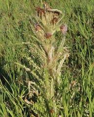 Cirsium scariosum