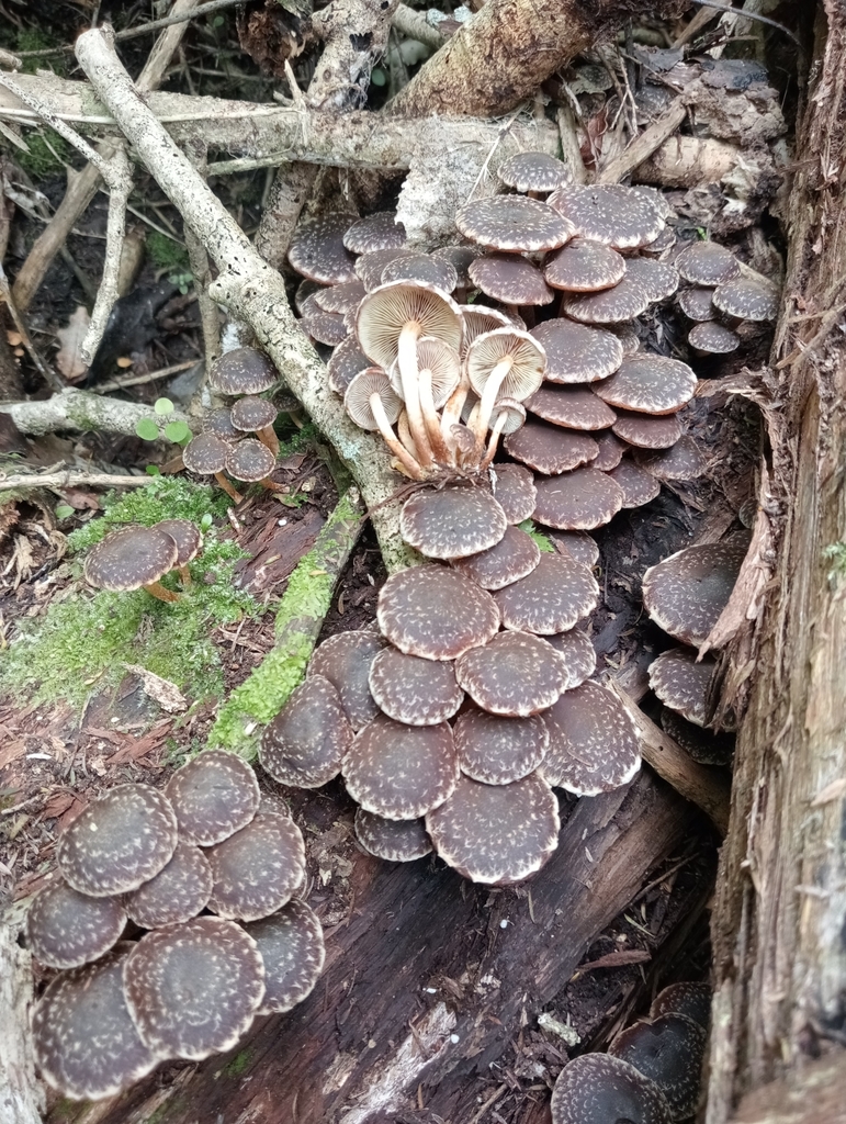 Hypholoma brunneum · February 2025 · photo: © john_barkla (iNaturalist, cc0)