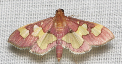 Colomychus talis