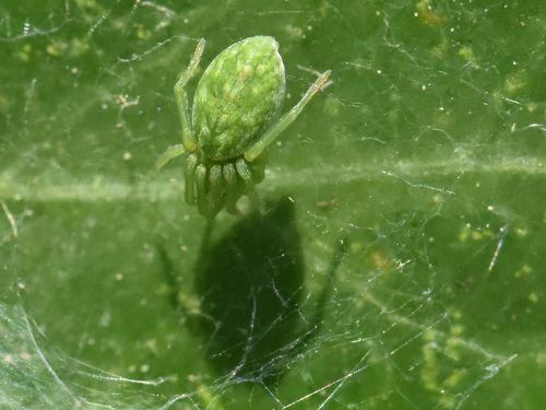 Green Meshweaver, Groesbeek, Nieuweweg 65, Nederland, photo 10 of 10