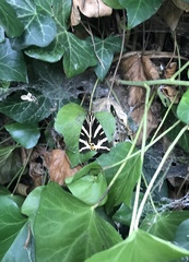 Euplagia quadripunctaria