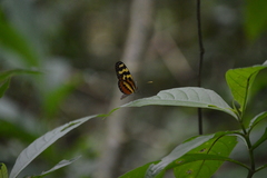 Mechanitis polymnia lycidice