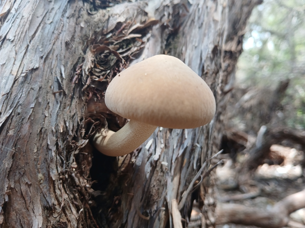 Cyclocybe parasitica · February 2025 · photo: © johnlyden (iNaturalist, cc-by)